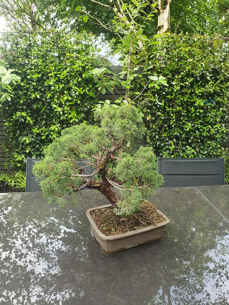 dracaena for sale Dracaena Draco  The Madd Potter
