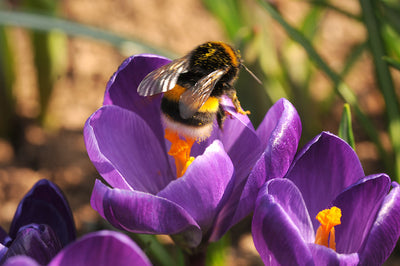 Spring Flowering Bulbs for Bees