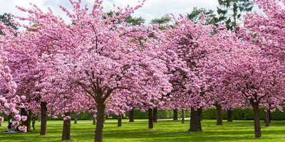 Spring Flowering Trees - The Cherry Blossom