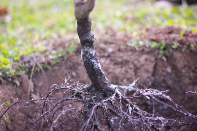 Bare Root Plants