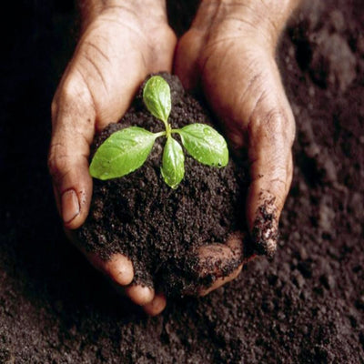 How to improve your soil quality
