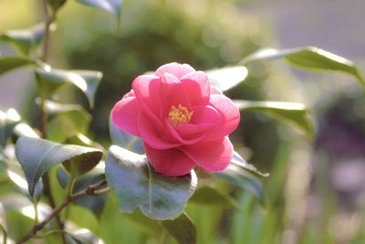 Camellia Top Tips