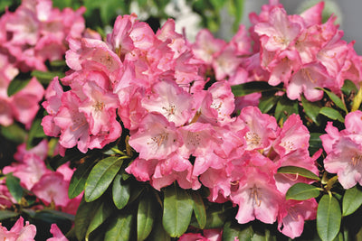 Rhododendron Top Tips