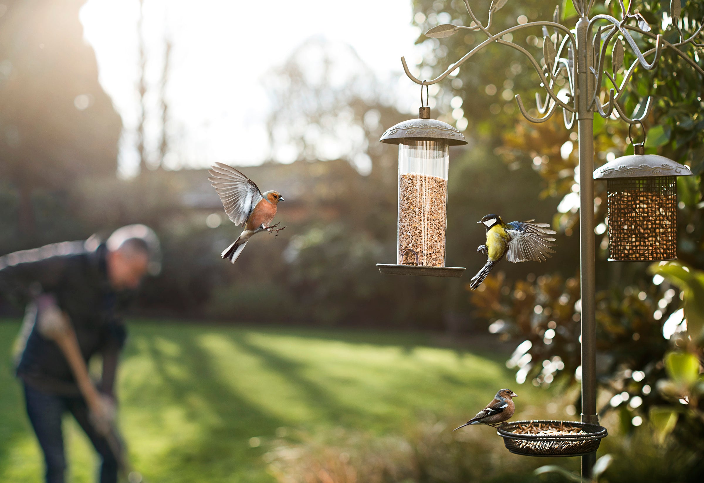 Bird Care