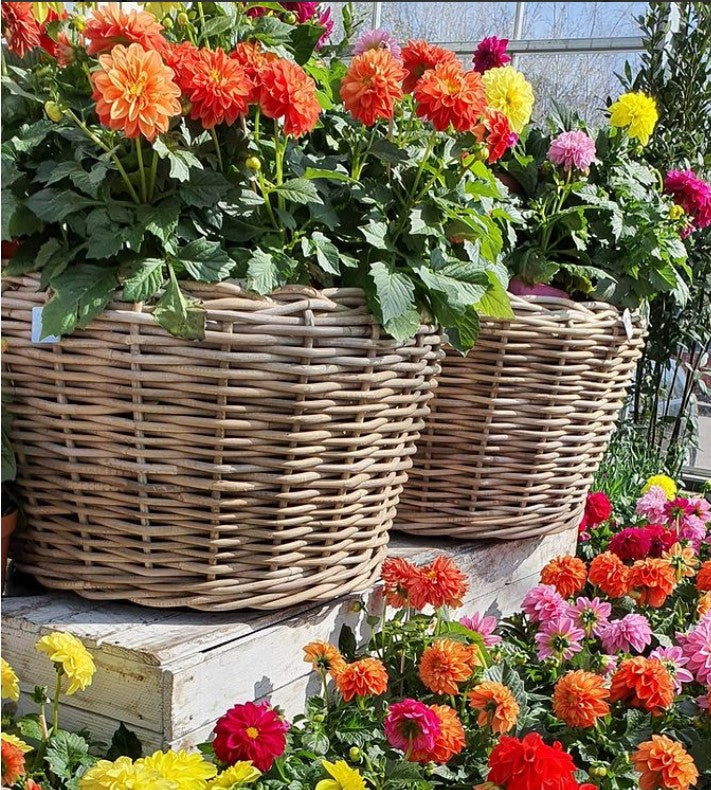 Containers & Pots