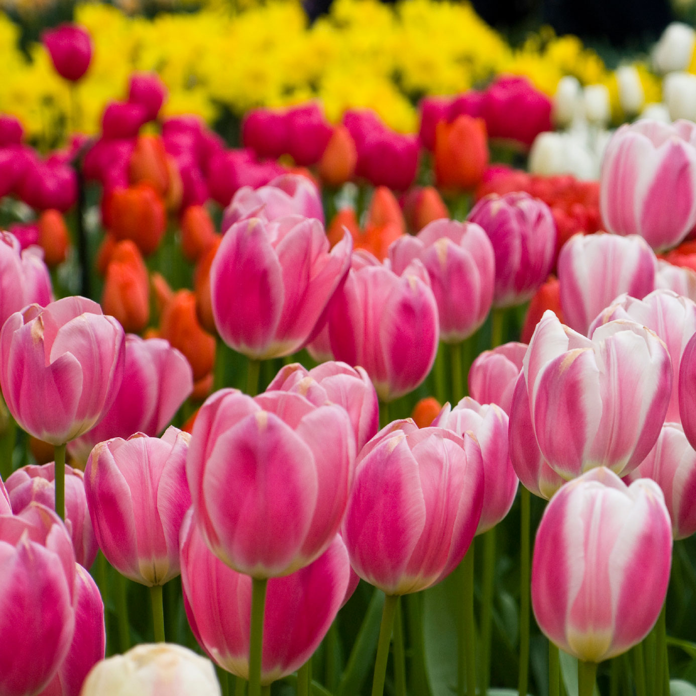 Tulip bulbs