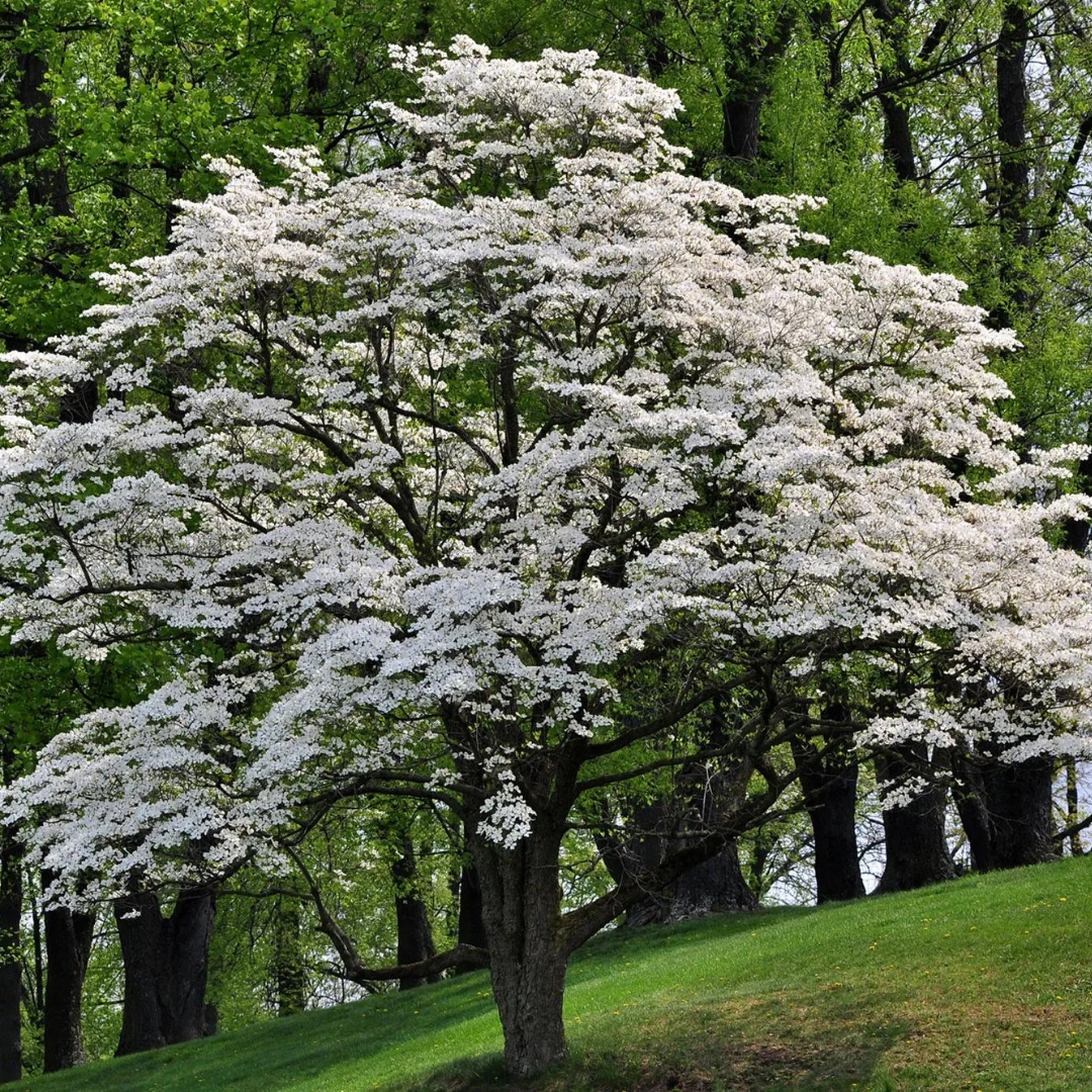 Dogwood Trees