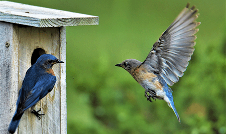 Bird Houses