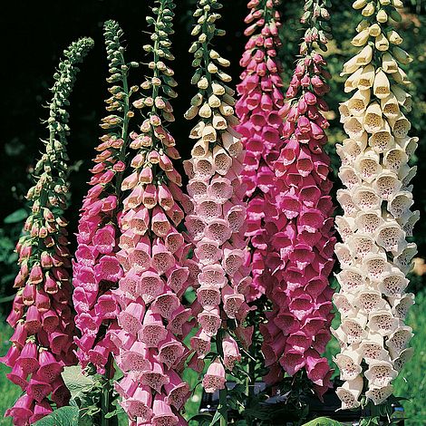Foxglove Excelsior Hybrids Mixed - The Pavilion