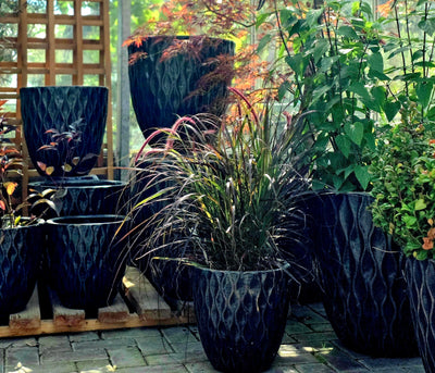 Best ornamental grasses for year-round garden interest