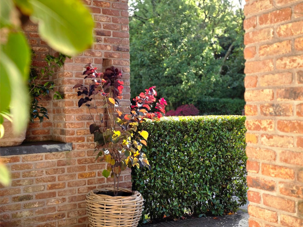 Cercis canadensis: Three standout cultivars to try