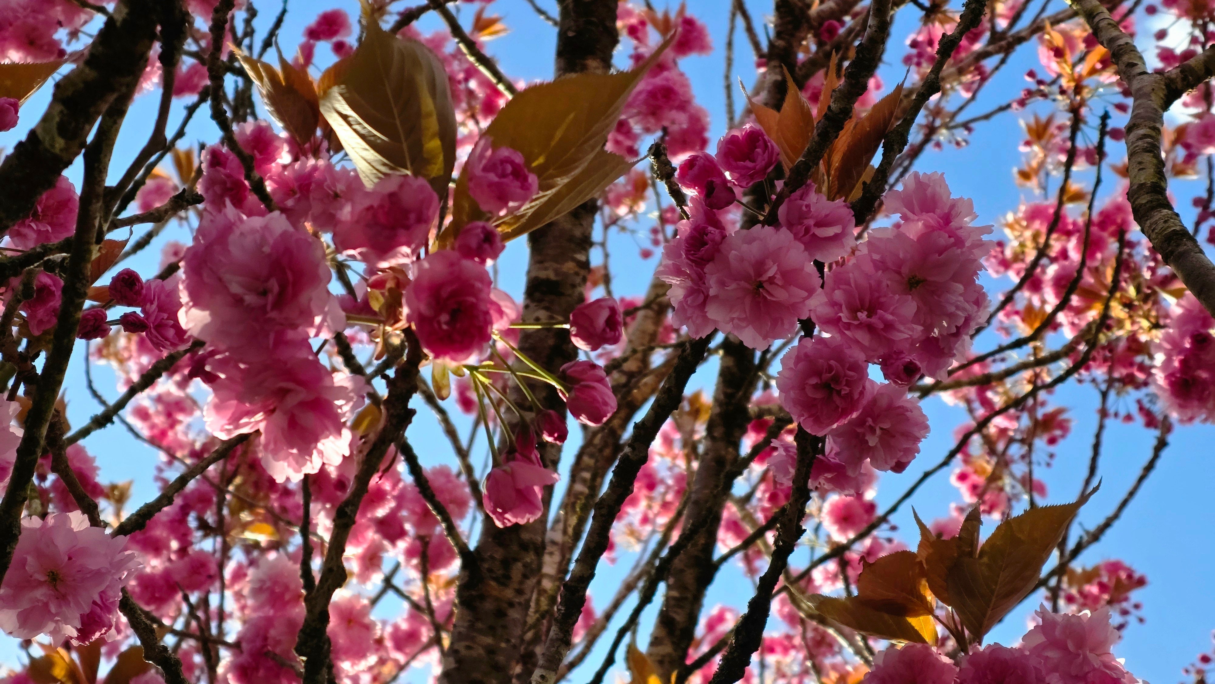 Spring Tree Flower Guide A guide to Spring flowering trees: Choosing the right tree for your ga ...
