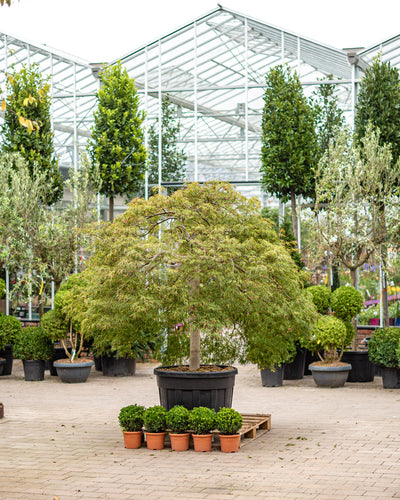 Acer Palmatum