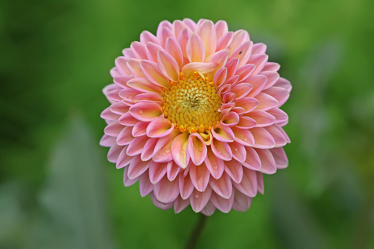 how to attract bees and butterflies to my garden