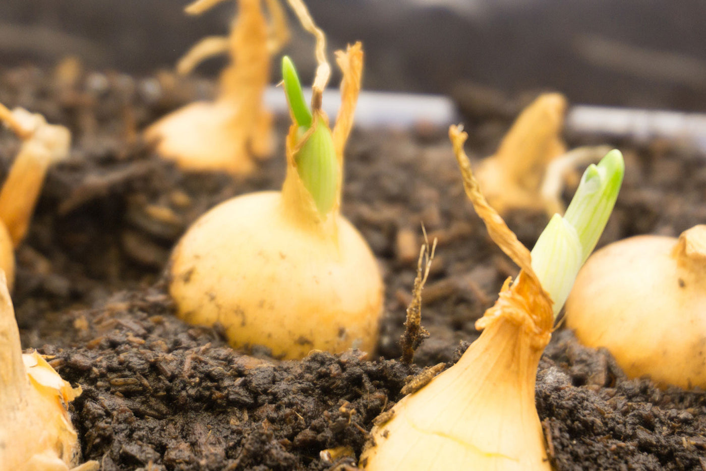 How to plant Spring Bulbs - Lasagne Planting