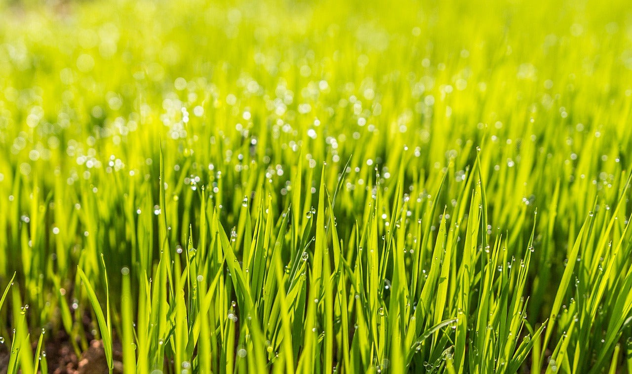 Does Lawn Sand help kill moss on a lawn?