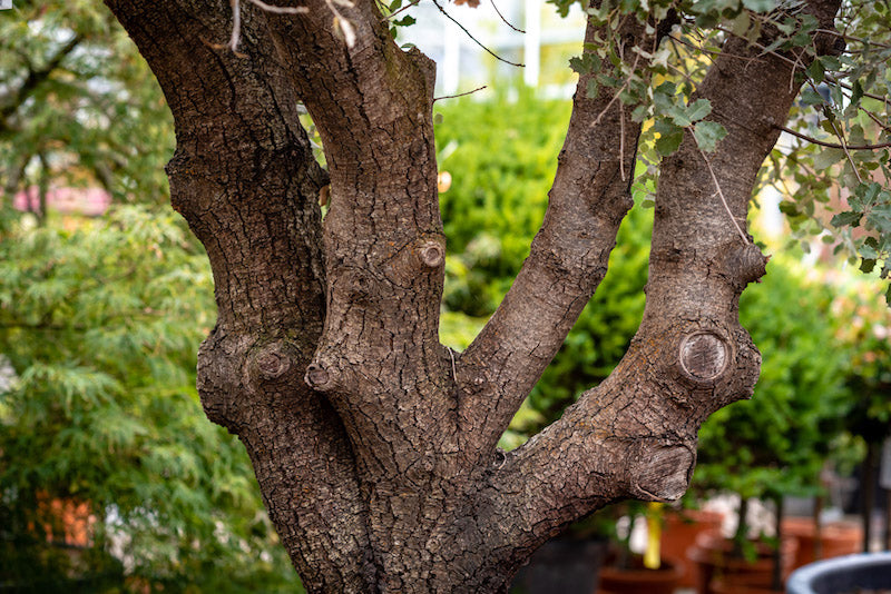 Olive Trees