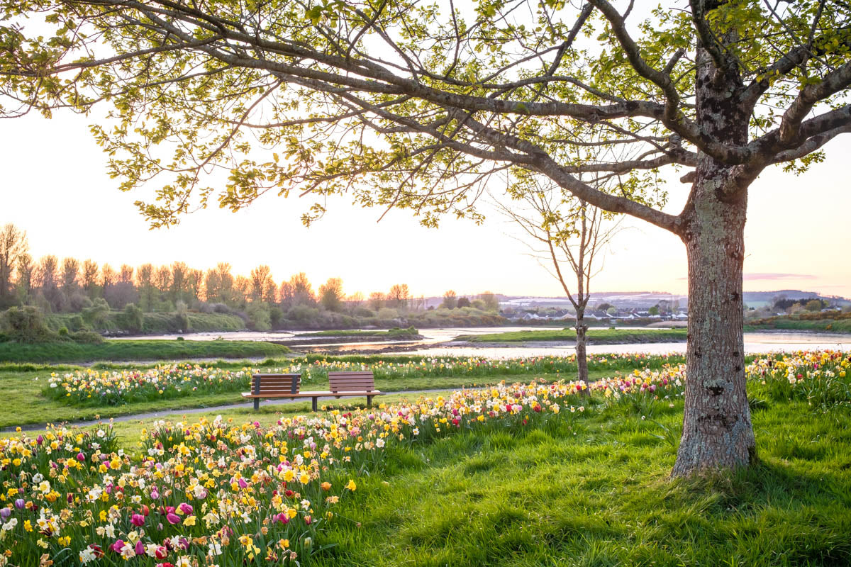 A guide to planting Spring bulbs in Autumn
