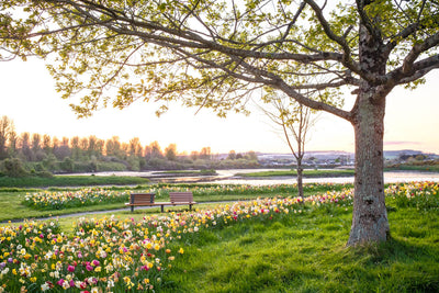 A guide to planting Spring bulbs in Autumn