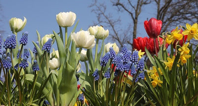 How to Plant Spring Bulbs in Containers