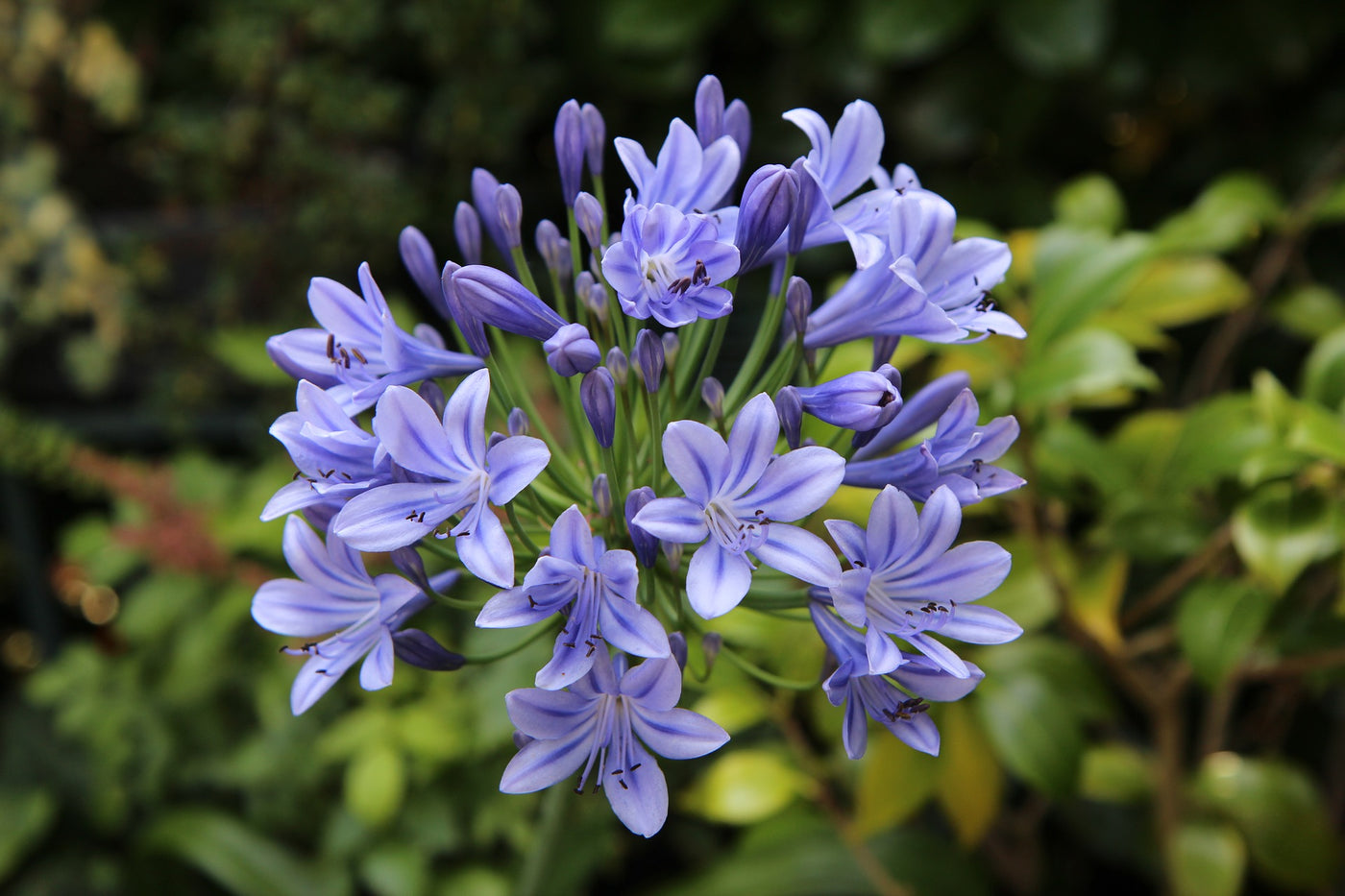 Agapanthus Top Tips