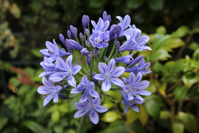 Agapanthus Top Tips