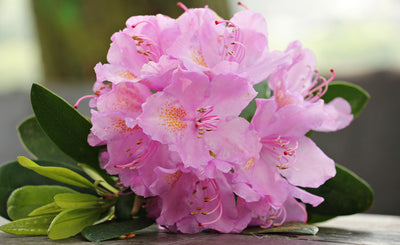 Azalea Top Tips