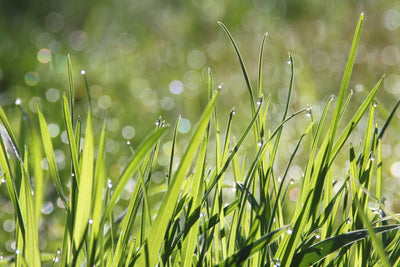 Lawn Care