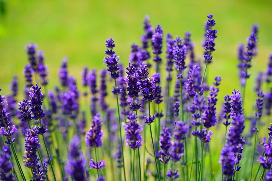 English and french lavender