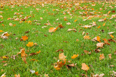 Autumn Lawn Feed