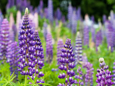 How to deadhead flowering plants