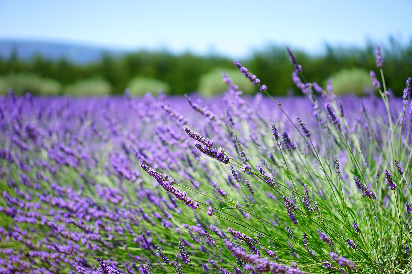 Lavender Top Tips