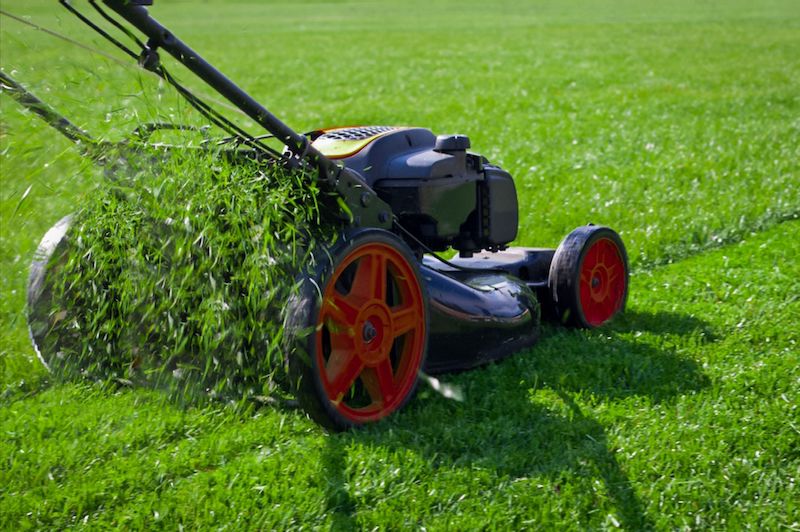 summer lawn care tips
