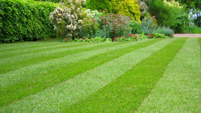 How to get rid of moss on your lawn?