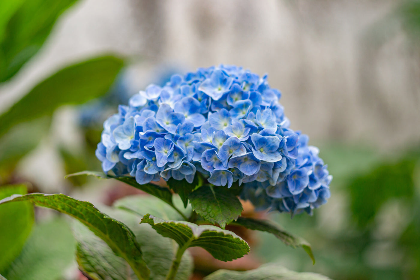Hydrangea Top Tips