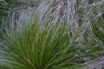 Stipa Grass Top Tips
