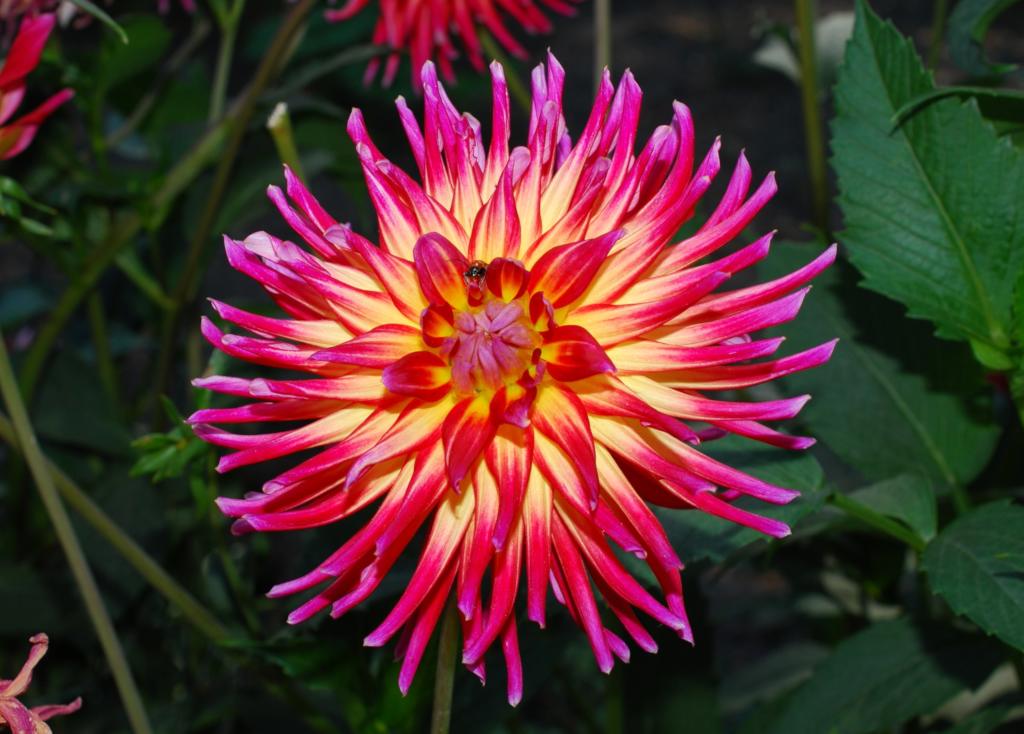 summer flowering bulbs