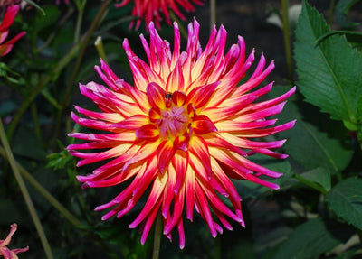 Summer bulbs