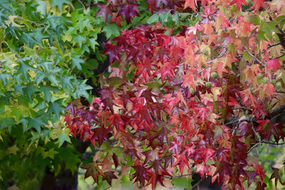 Why Autumn is the best time to plant trees