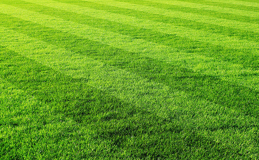 westland triple care lawn