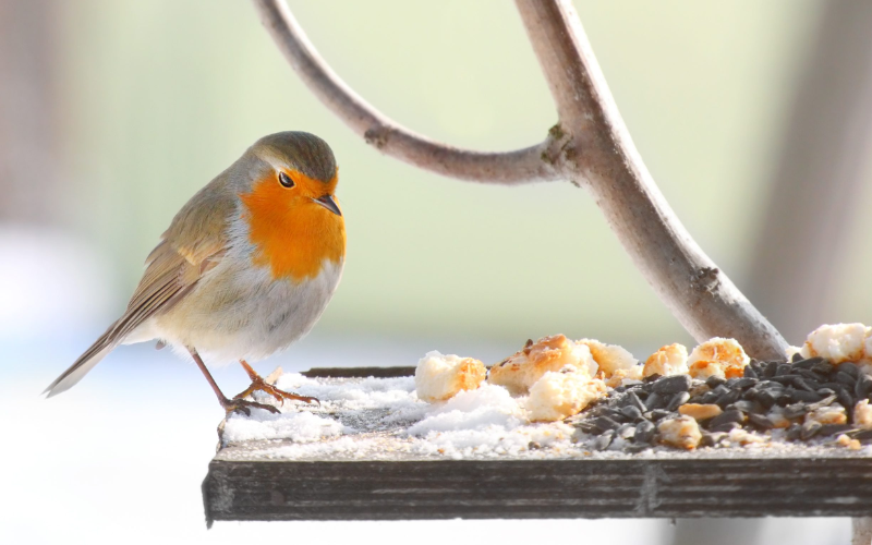 Winter bird care at the Pavilion. The image shows a Robin enjoying Peckish winter warmer bird food in winter where food is scarce.