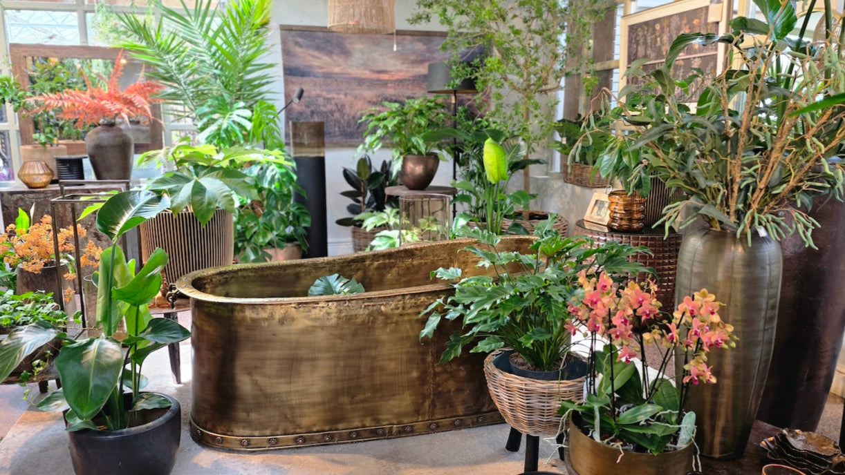 Indoor Plants