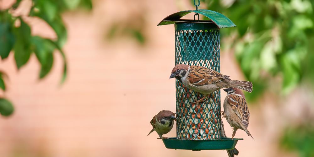 Feeders