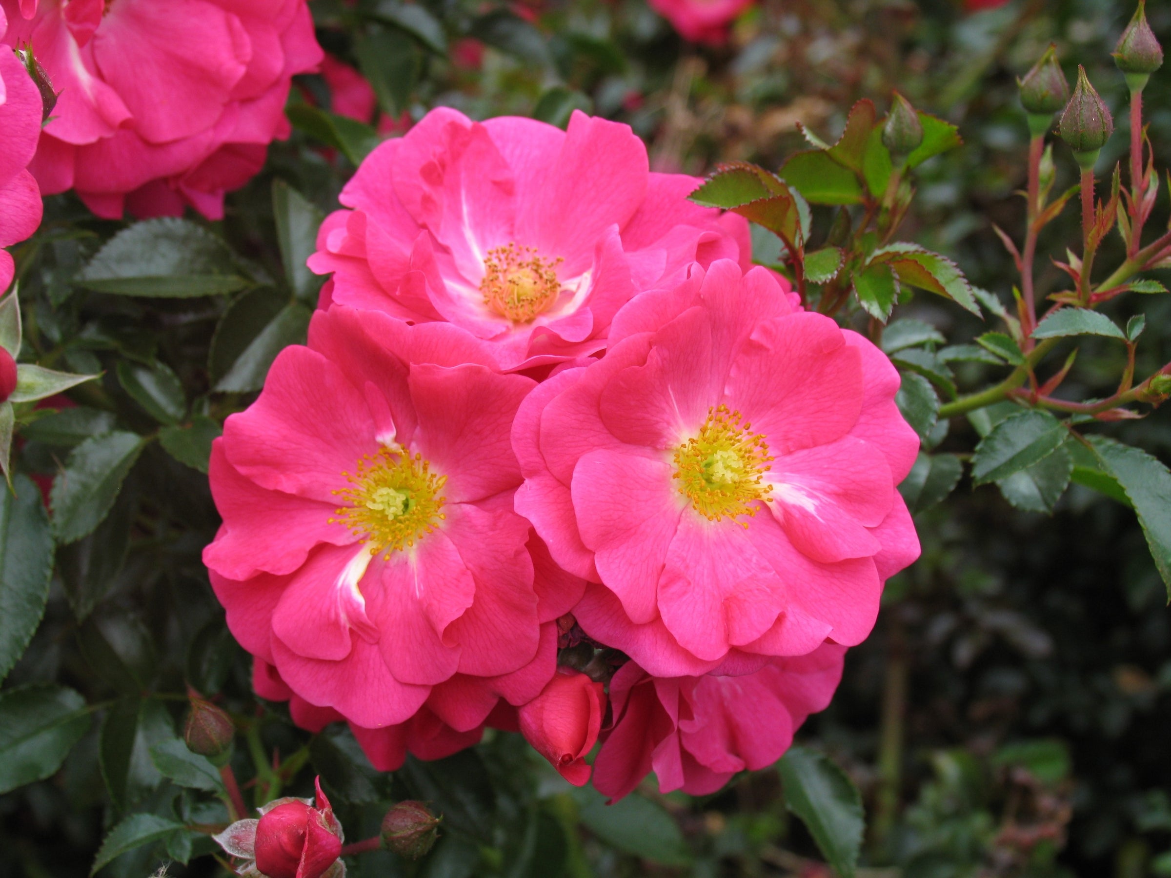 Carpet Rose