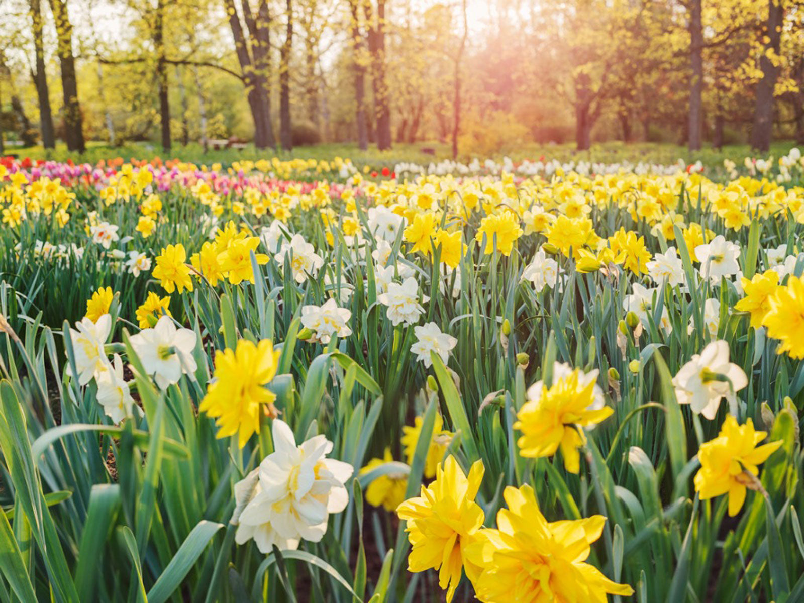 Daffodil Bulbs