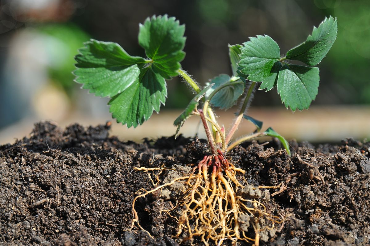 Bare Root Plants
