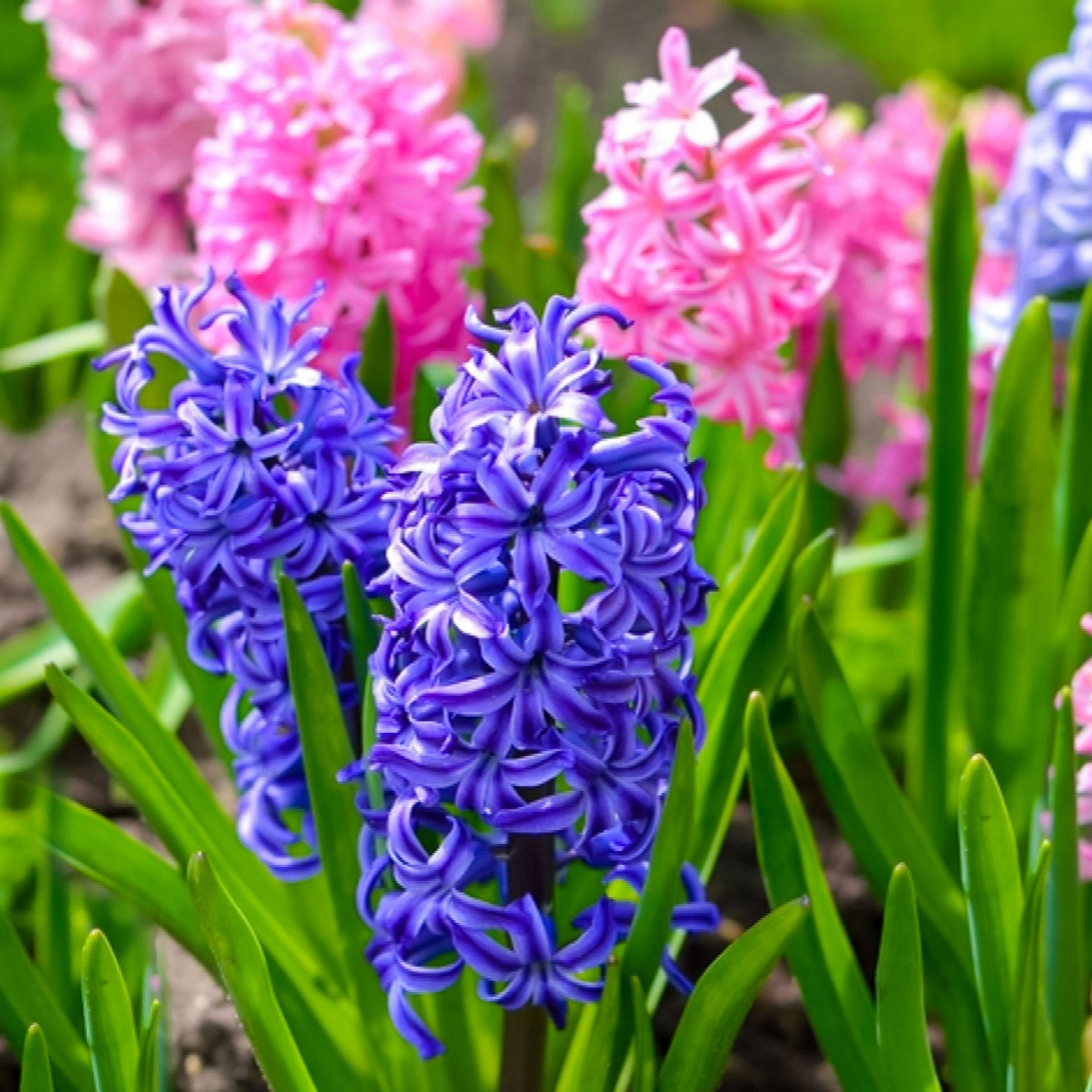 Hyacinths