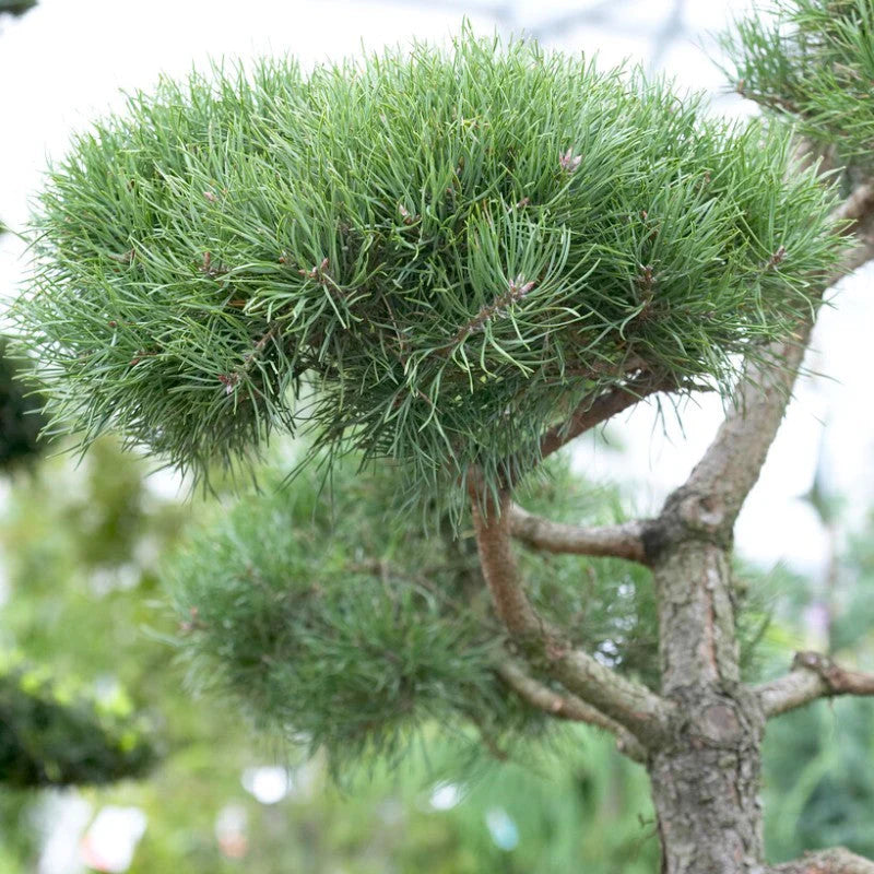 Bare root - Evergreen Trees