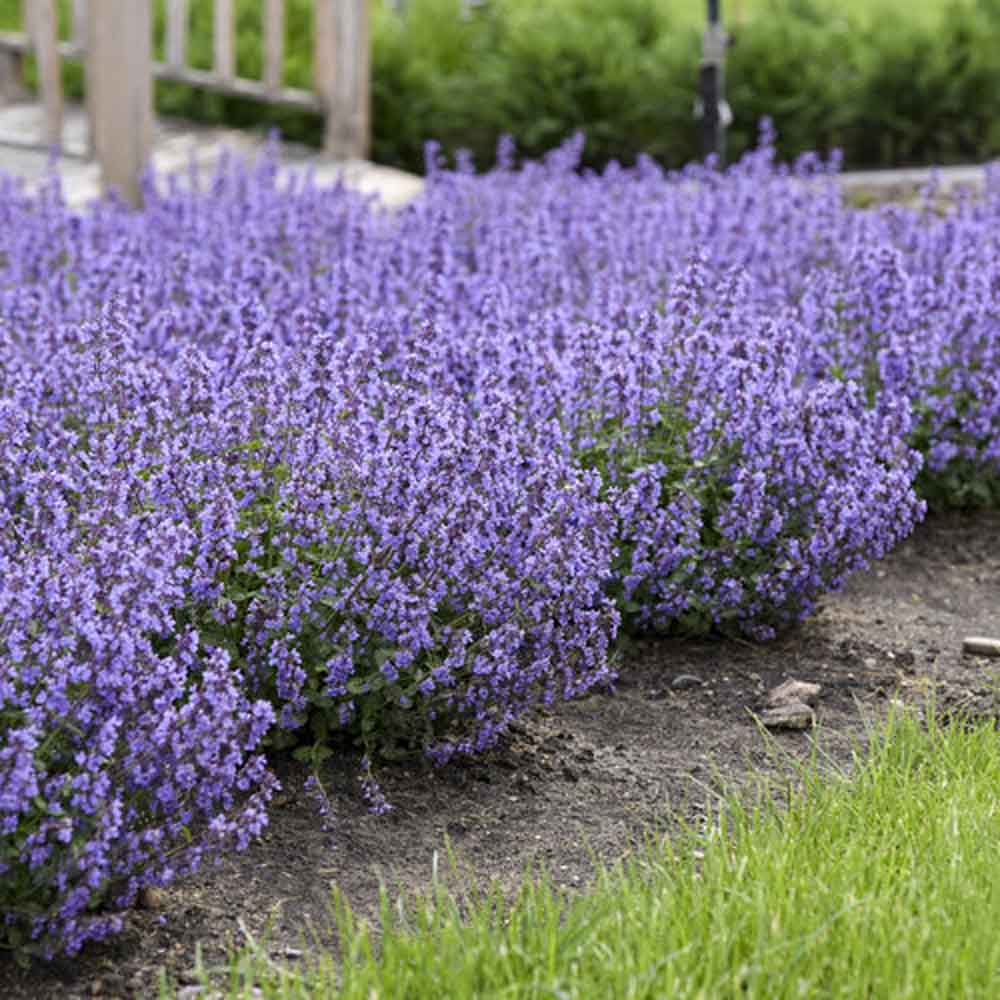 Nepeta