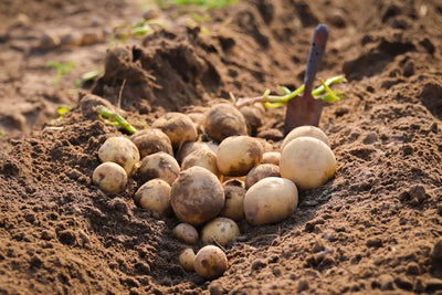 Seed Potatoes